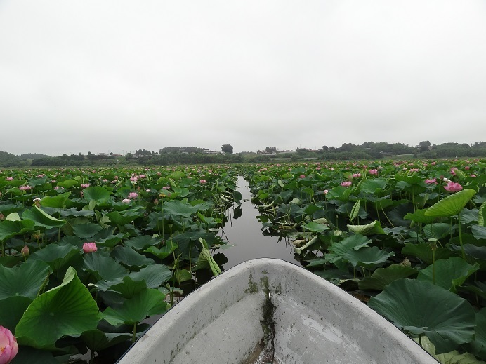 第16回登米市 長沼はすまつり デジタル写真日記