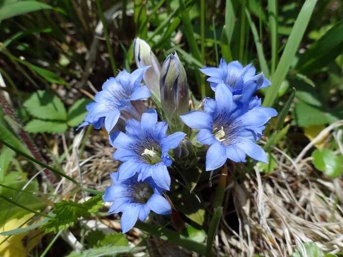 フデリンドウの花 デジタル写真日記