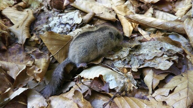 かわいい ヤマネ デジタル写真日記