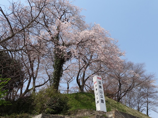 羽黒山公園の桜 デジタル写真日記