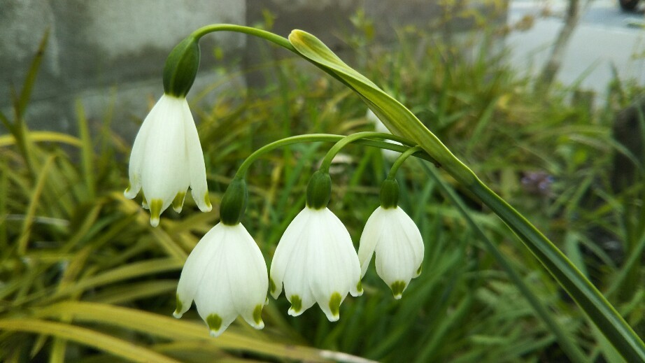 スノーフレークの花 デジタル写真日記