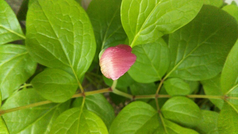 今年は二輪咲きました デジタル写真日記